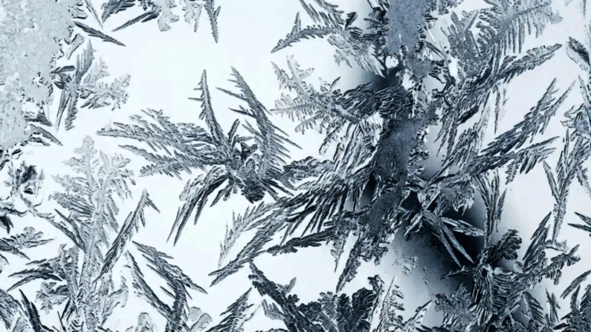 Frost crystals branching in feathered dendrites across chilled glass.