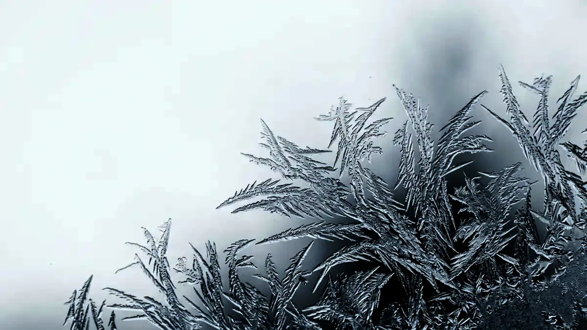 Frost crystals branching in feathered dendrites across chilled glass.